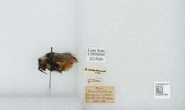 صورة Bombus kashmirensis Friese 1909