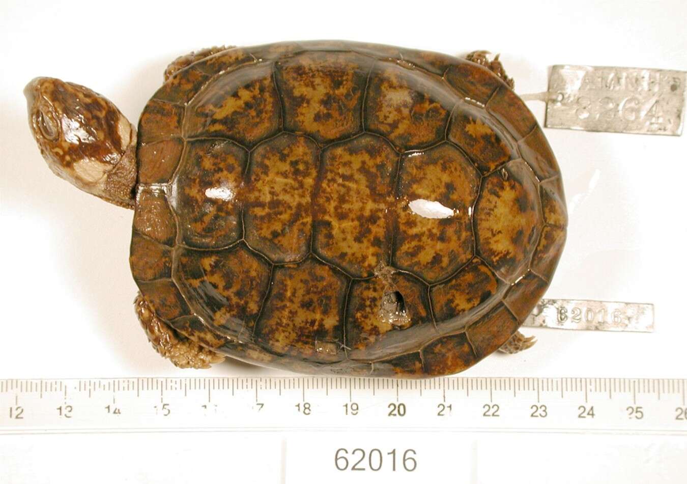 Image of Bog Turtle