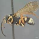 Image of Ceropales maculata rhodomerus Townes 1957