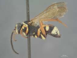 Image of Ceropales maculata rhodomerus Townes 1957