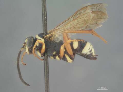 Image of Ceropales maculata rhodomerus Townes 1957