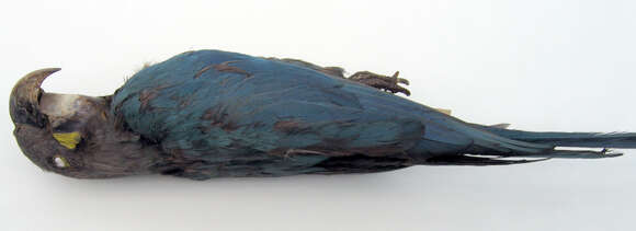 Image of Glaucous Macaw