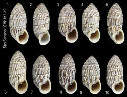 Image of Cerion watlingense Dall 1905