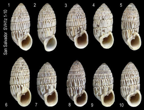 Image of Cerion watlingense Dall 1905