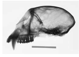 Image of Cercopithecus mitis kolbi Neumann 1902