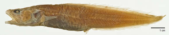 صورة Pseudonus squamiceps (Lloyd 1907)