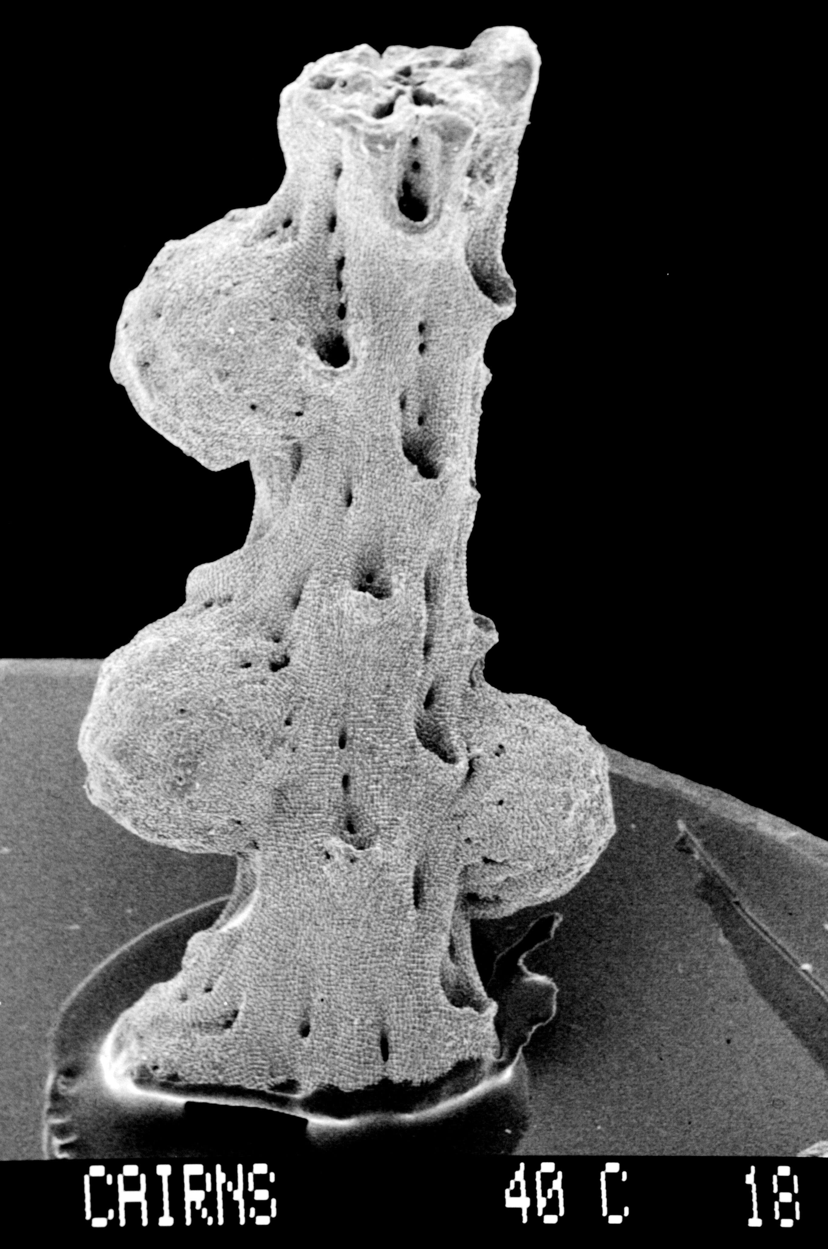 Image of Lepidotheca fascicularis (Cairns 1983)