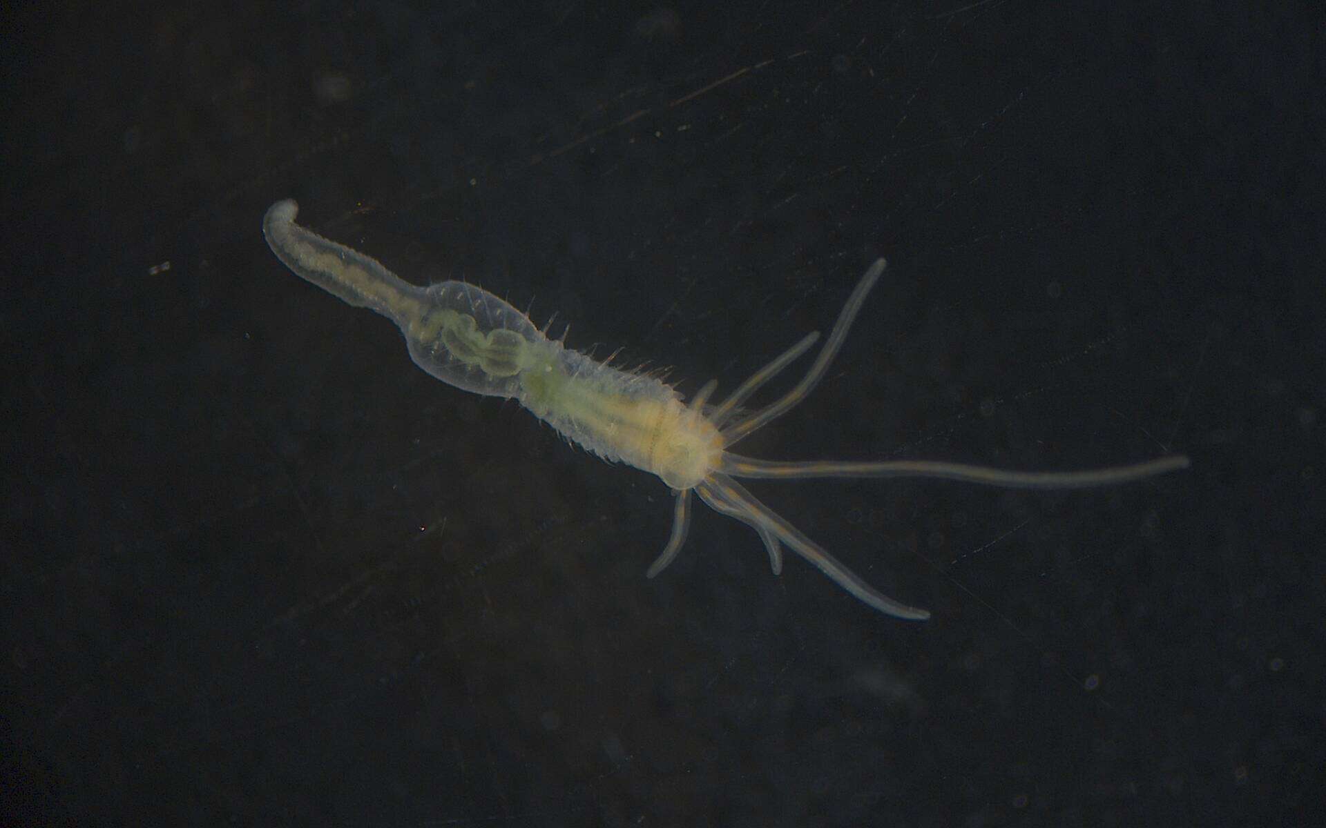 Image de Terebellidae