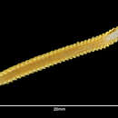 Sivun Onuphis pseudoiridescens Averincev 1972 kuva
