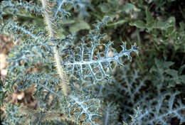 Image of Sacramento prickly poppy