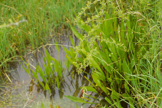 Image of swamp wallaby grass