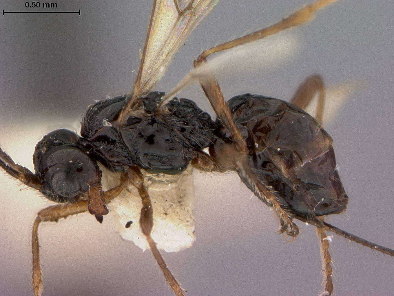 Image of Phaenocarpa brachyptera Fischer 1974