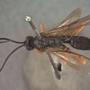 Image of Ichneumon similaris Provancher 1875