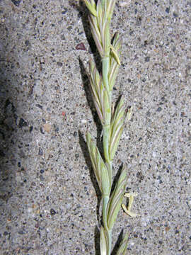 Image of intermediate wheatgrass