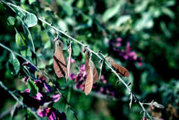 Image of Securidaca elliptica Turcz.