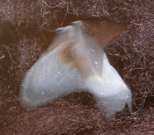 Image of Bonpland's squid