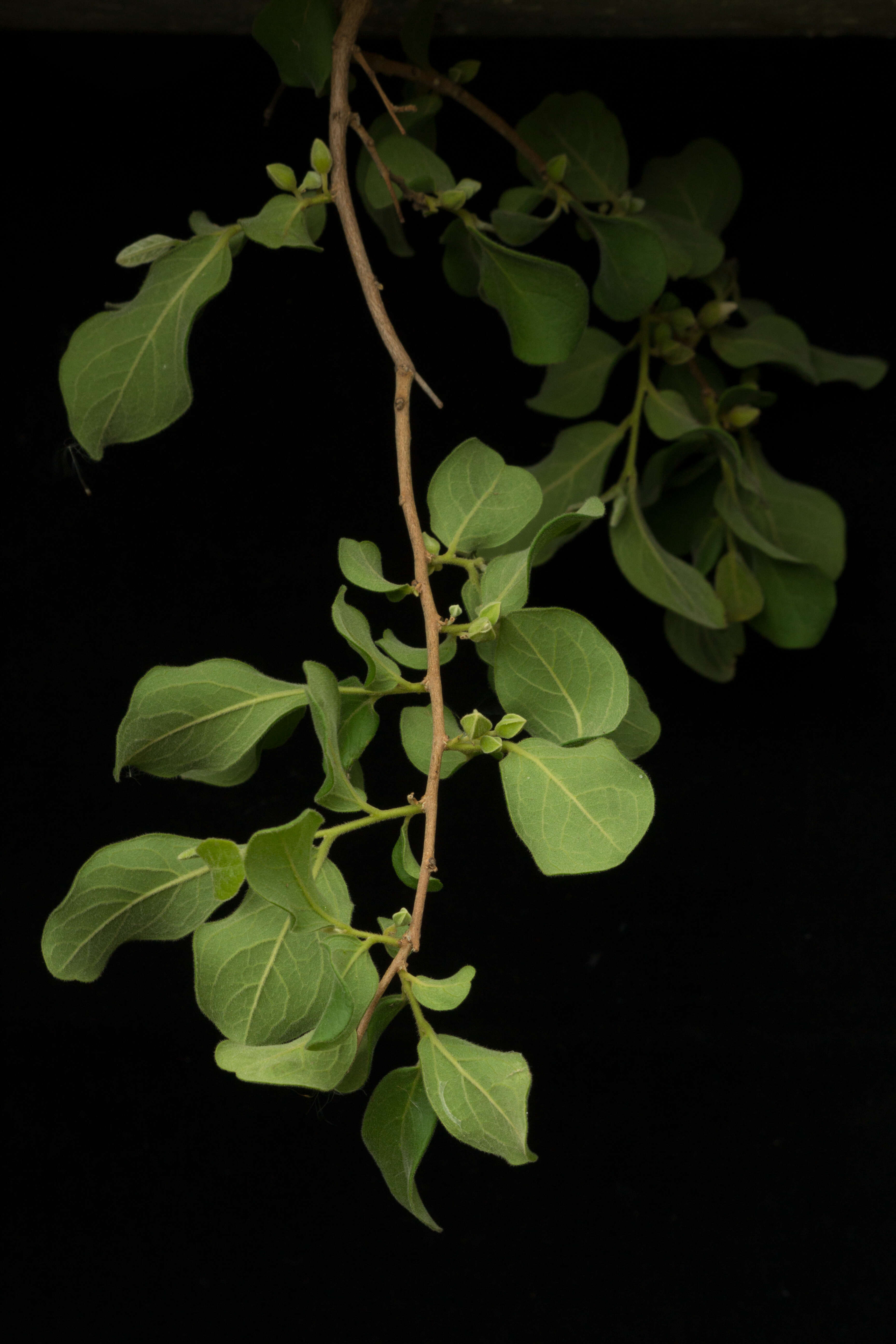 Sivun Diospyros aequoris subsp. tehuantepecensis Provance, I. García & A. C. Sanders kuva