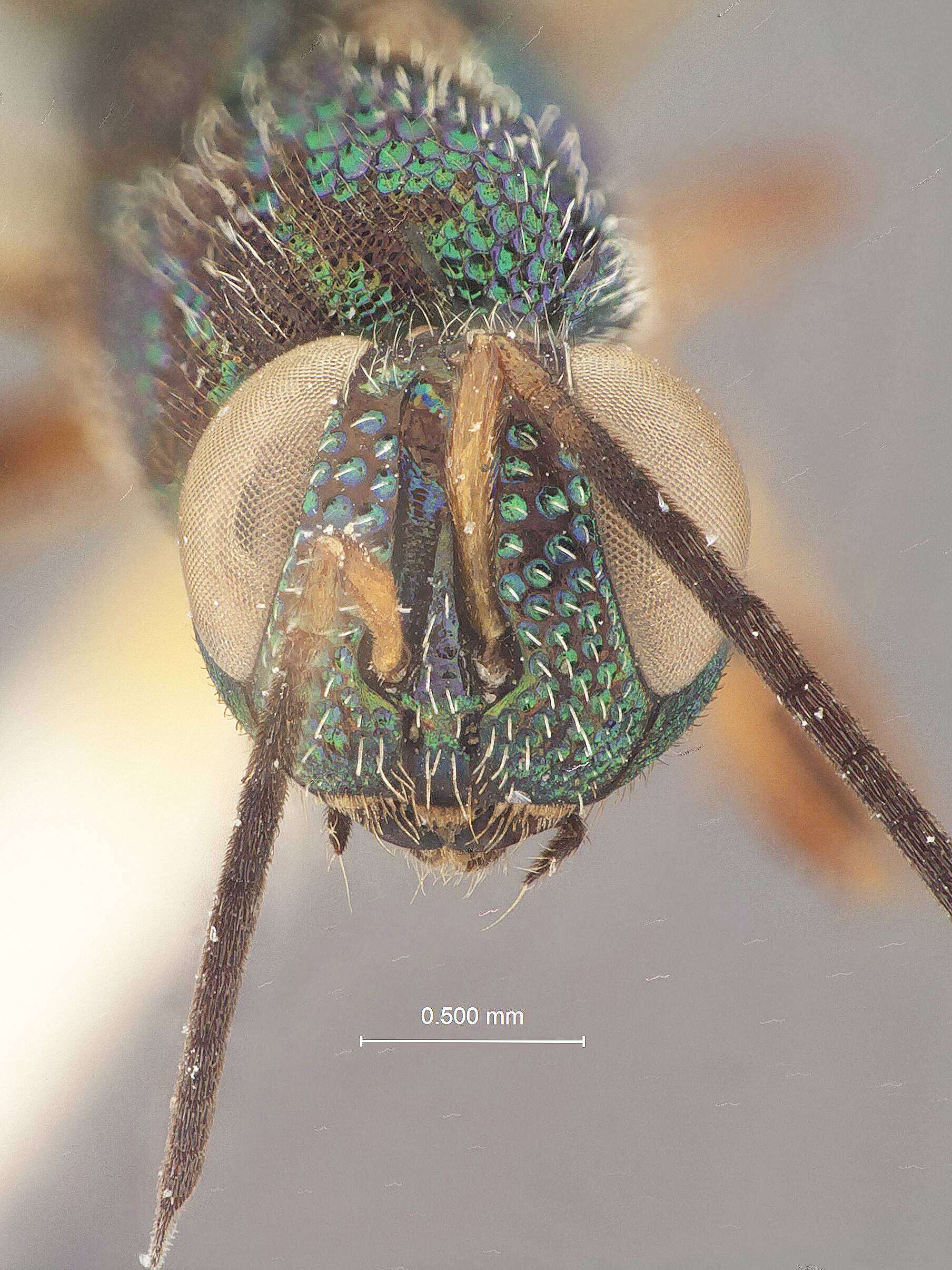 Image of Balcha laciniosa Gibson 2005