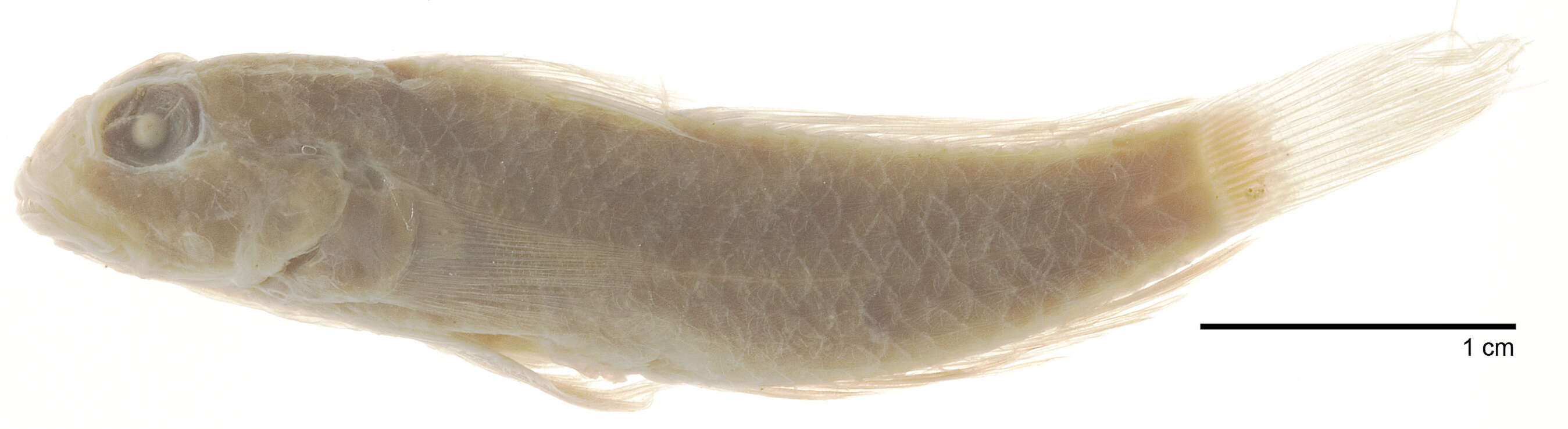 Image of Eyebar goby