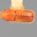 Image of Dendrocranulus consimilis Wood 1974