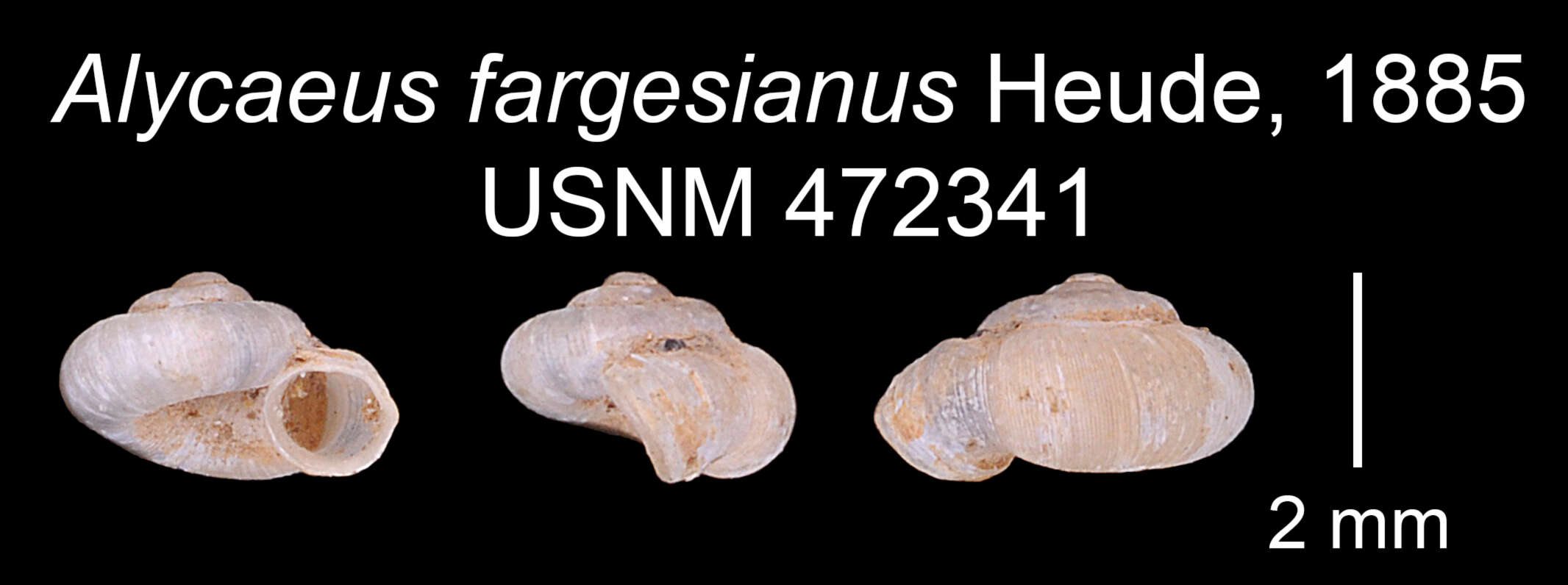 Image of Alycaeus fargesianus Heude 1885