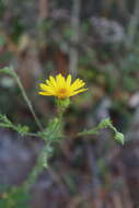 Image of Cottony Golden-Aster