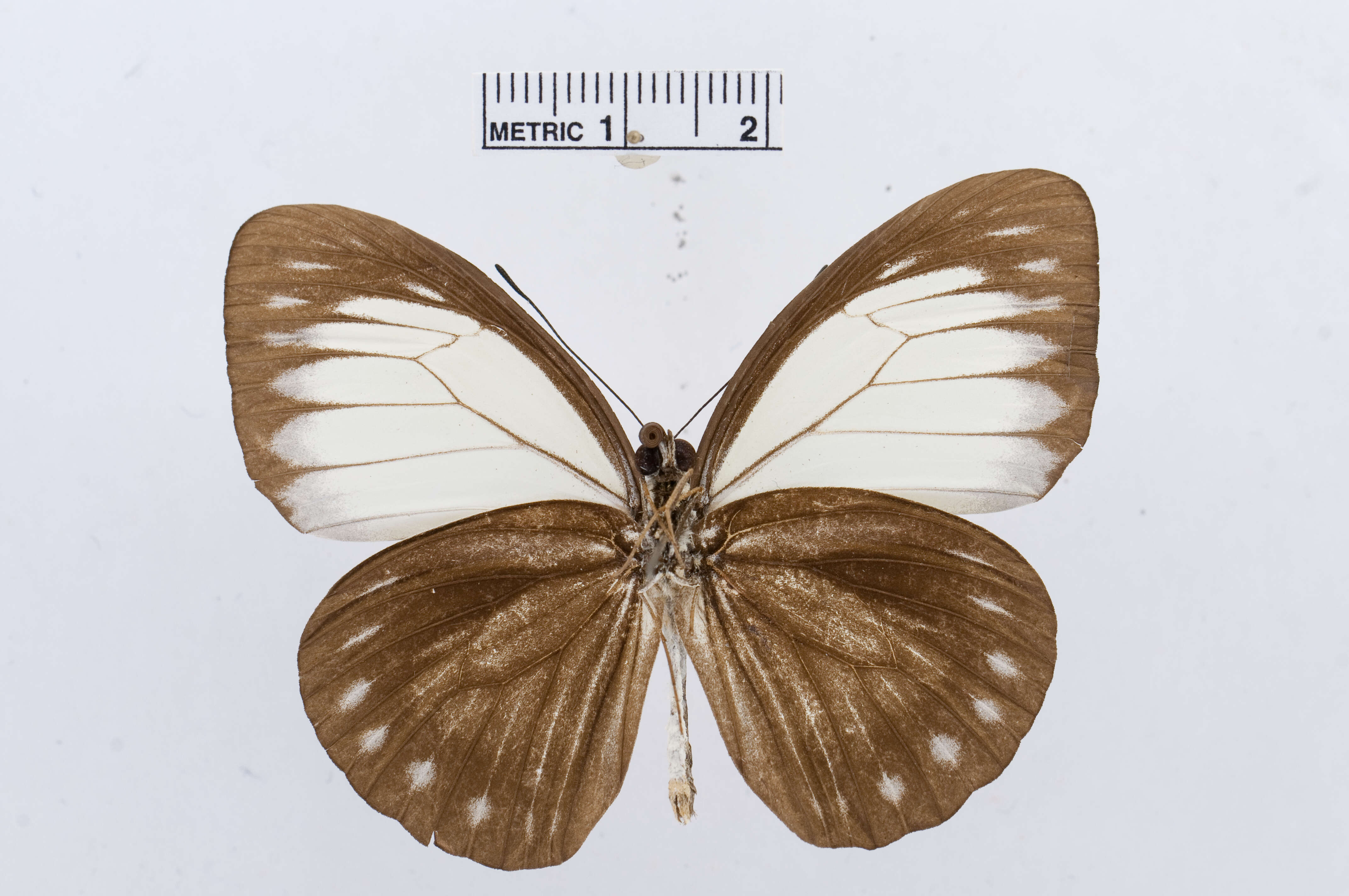 Image of Pareronia jobaea (Boisduval 1832)