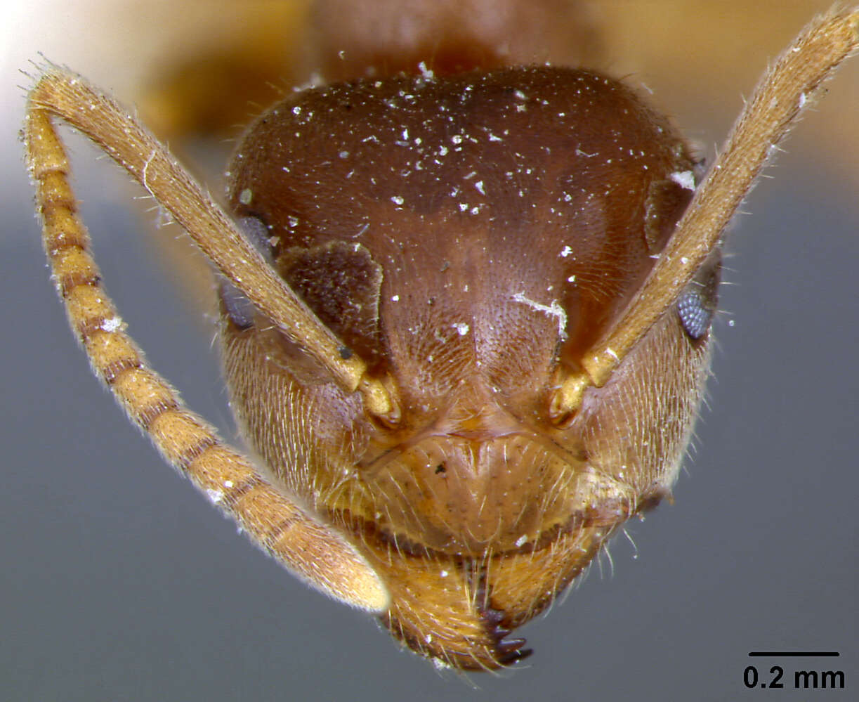 Image of Small black ant