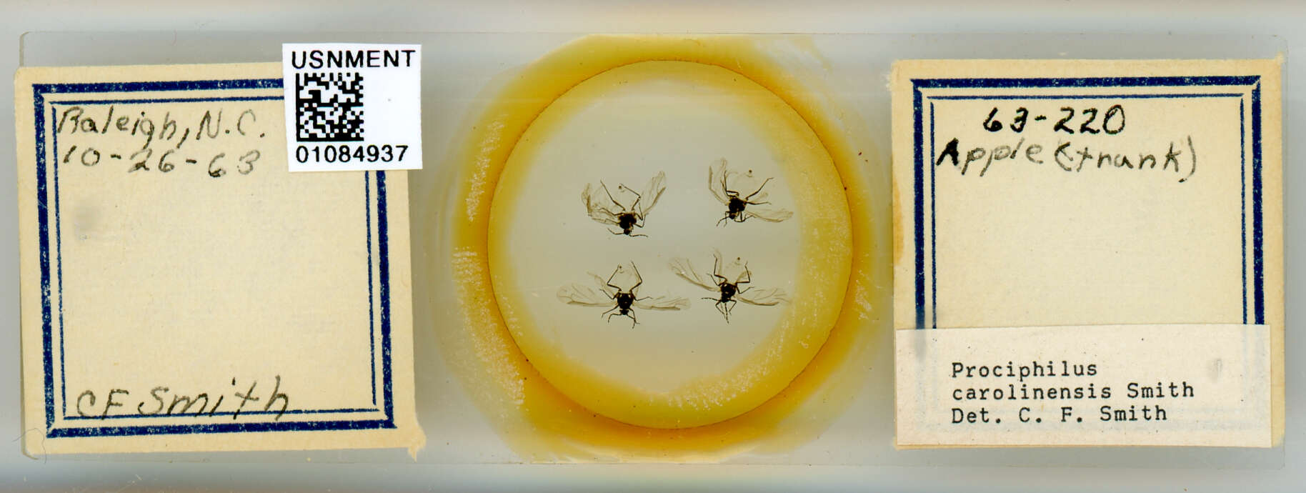 Image of Prociphilus (Prociphilus) carolinensis Smith & C. F. 1969