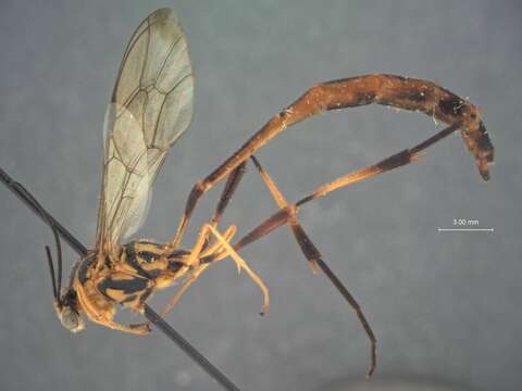 Image of Eiphosoma aztecum Cresson 1874