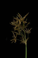 Image of Jointed Flatsedge