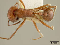 Image of Western Harvester Ant