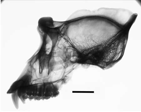 Image of Western Lowland Gorilla