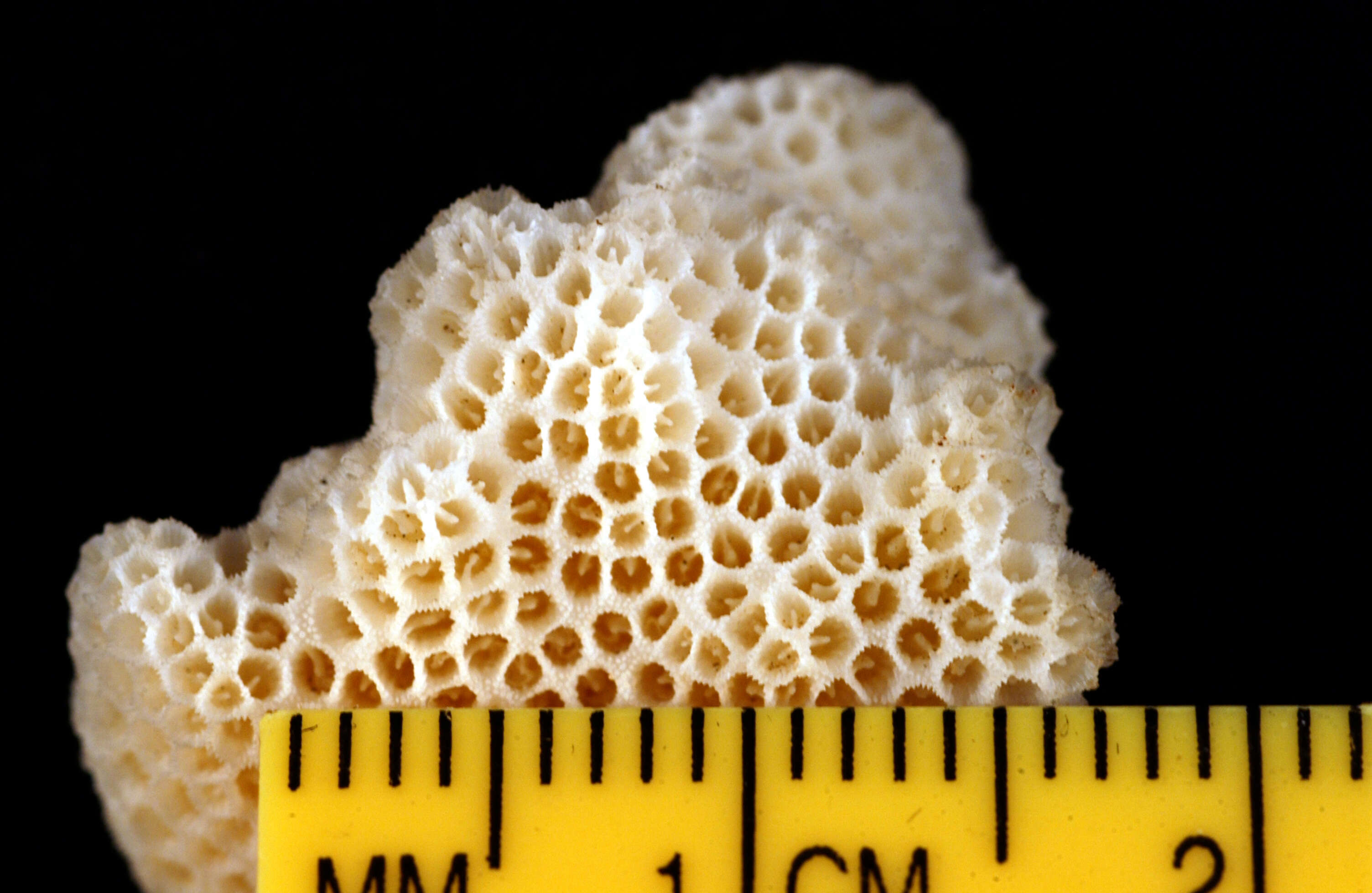 Image of Pocillopora informis Dana 1846