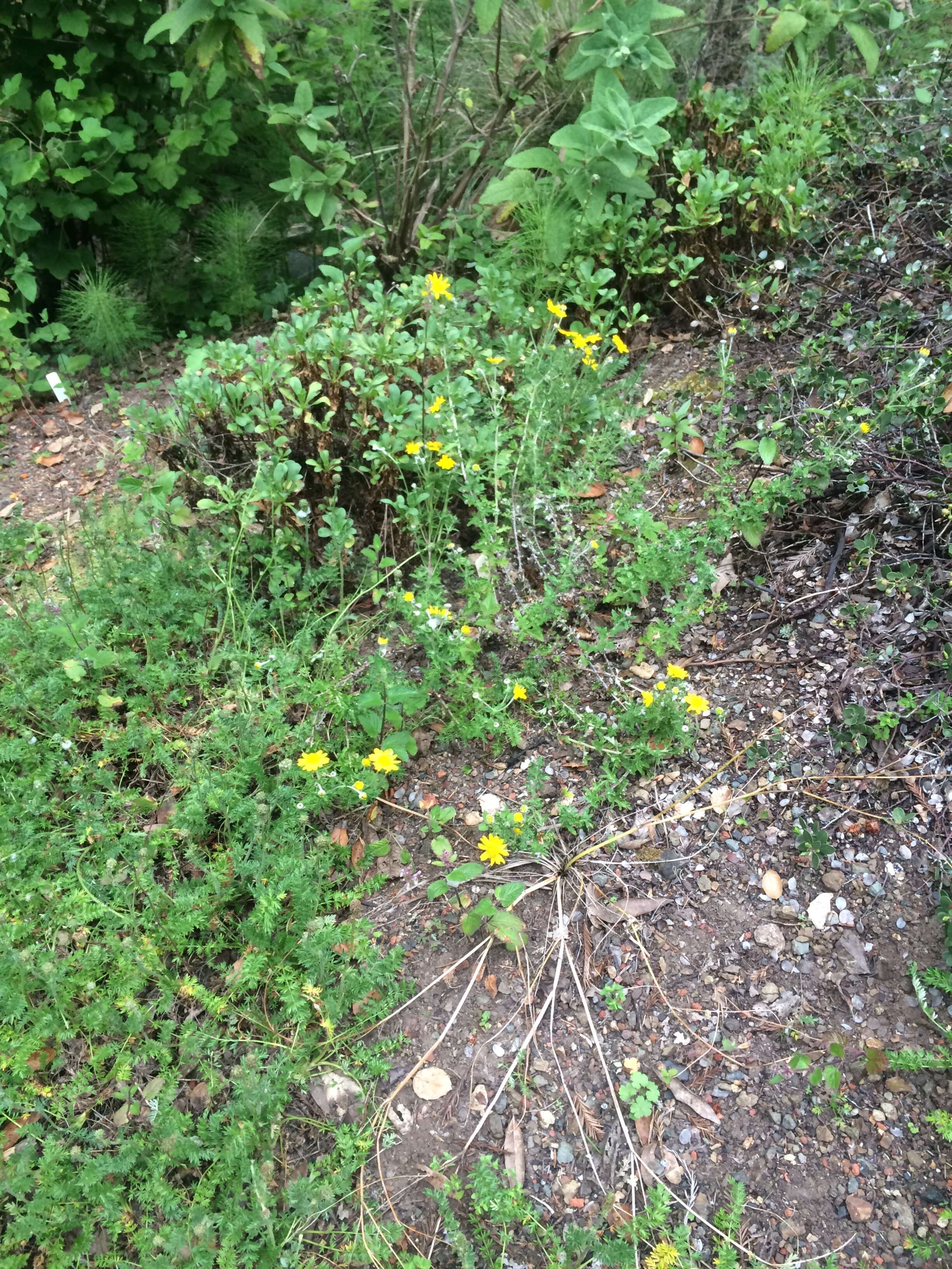 Image de Eriophyllum lanatum (Pursh) Forbes