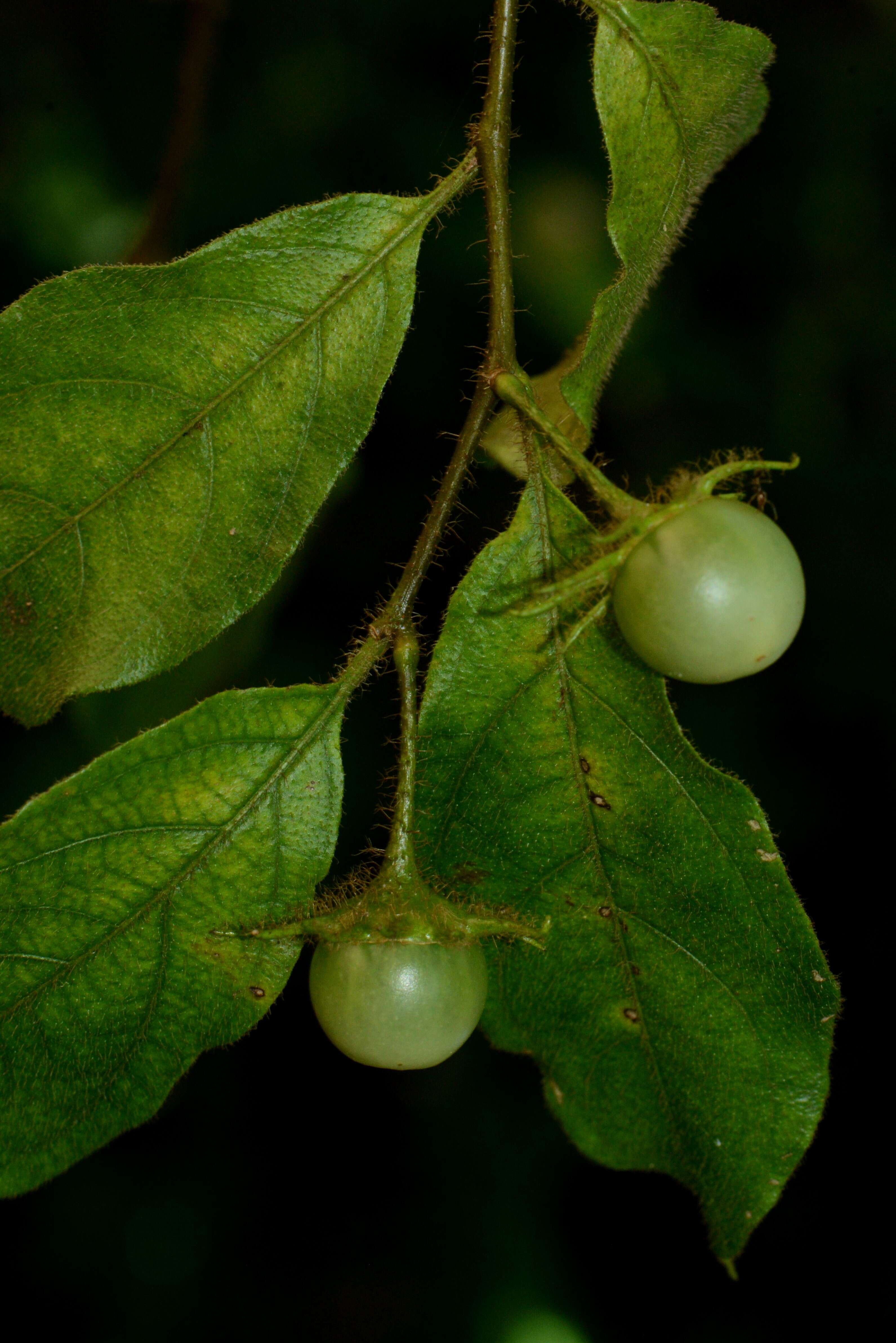 Image of Lycianthes chiapensis (T. S. Brandegee) Standl.