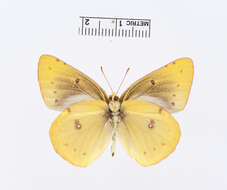 Image of Clouded sulphur