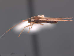 Image of Leptopharsa ralla Drake 1963