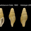 Sivun Volutomitra pailoloana (J. Cate 1963) kuva