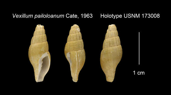 Image de Volutomitra pailoloana (J. Cate 1963)