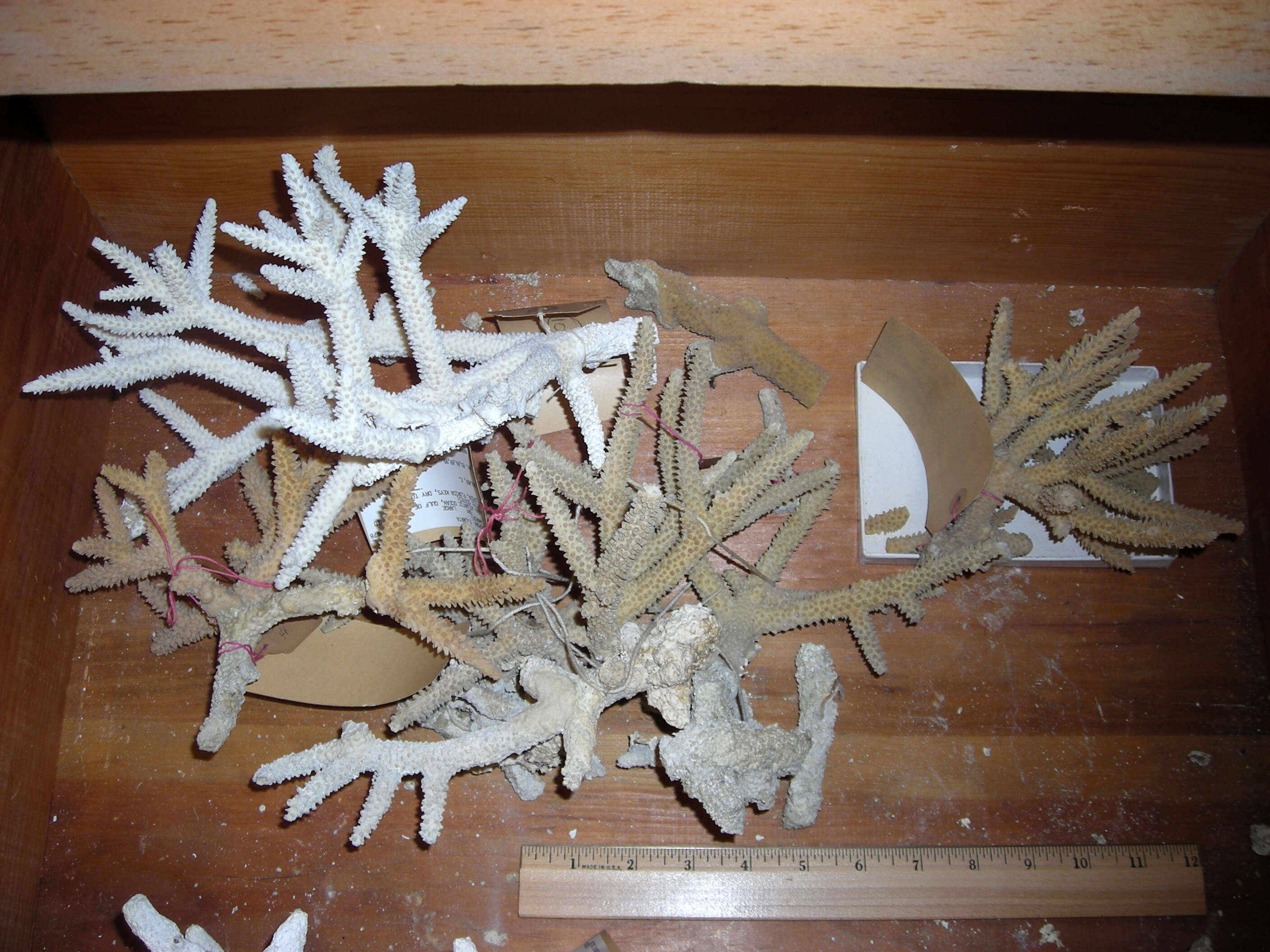 Image of Staghorn Coral