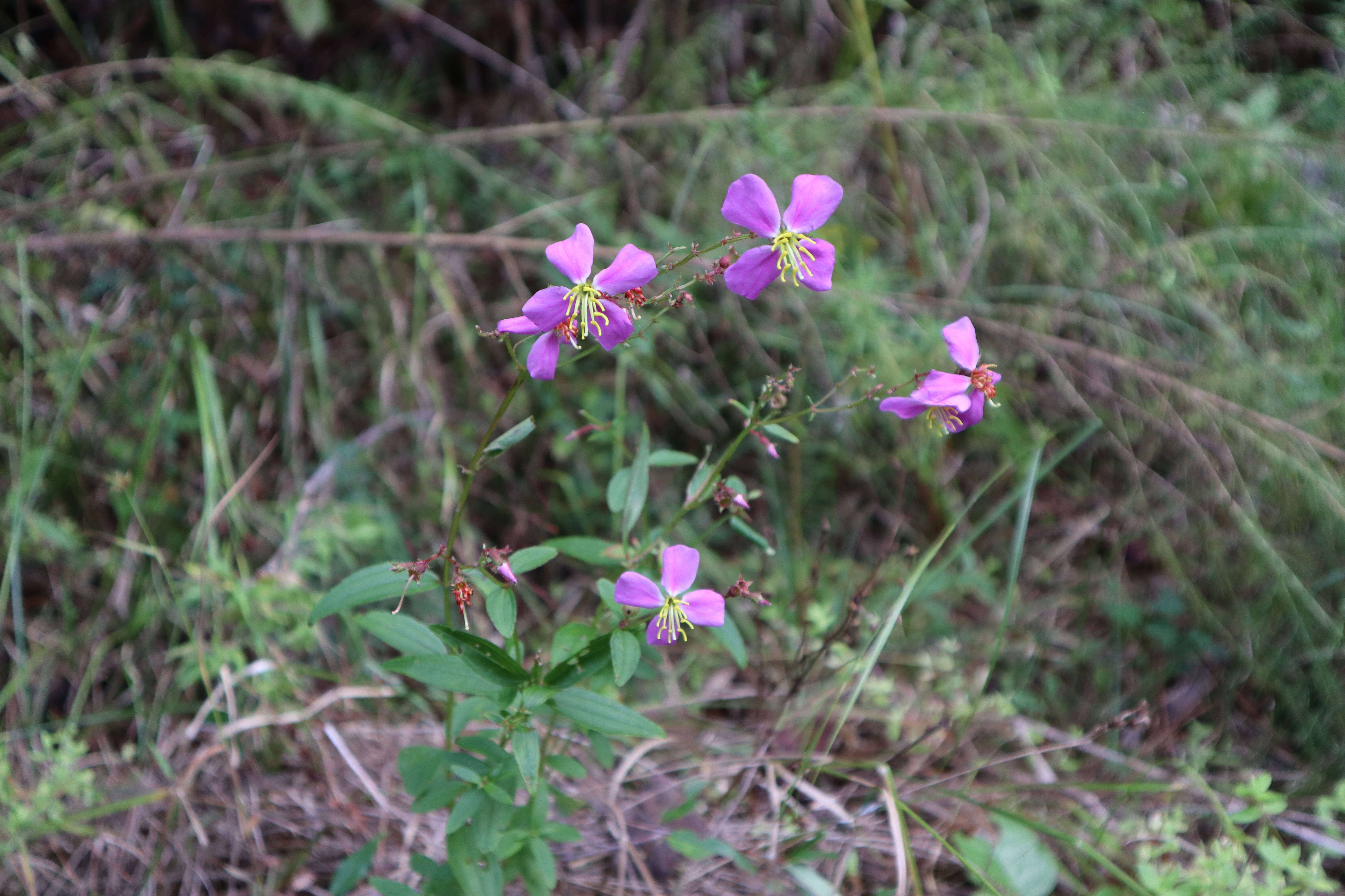 Imagem de Rhexia virginica L.