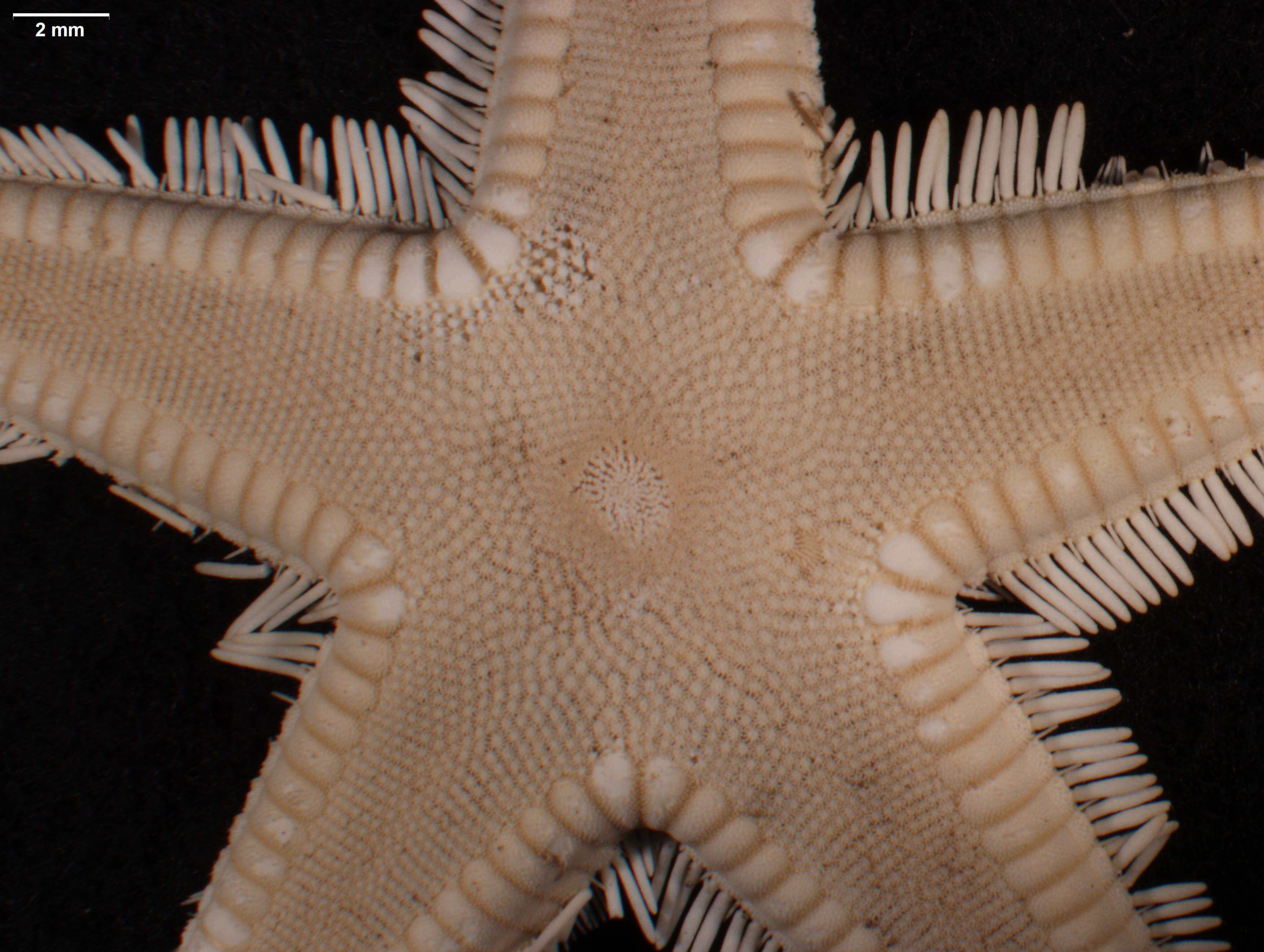 Image of Astropecten marginatus Gray 1840