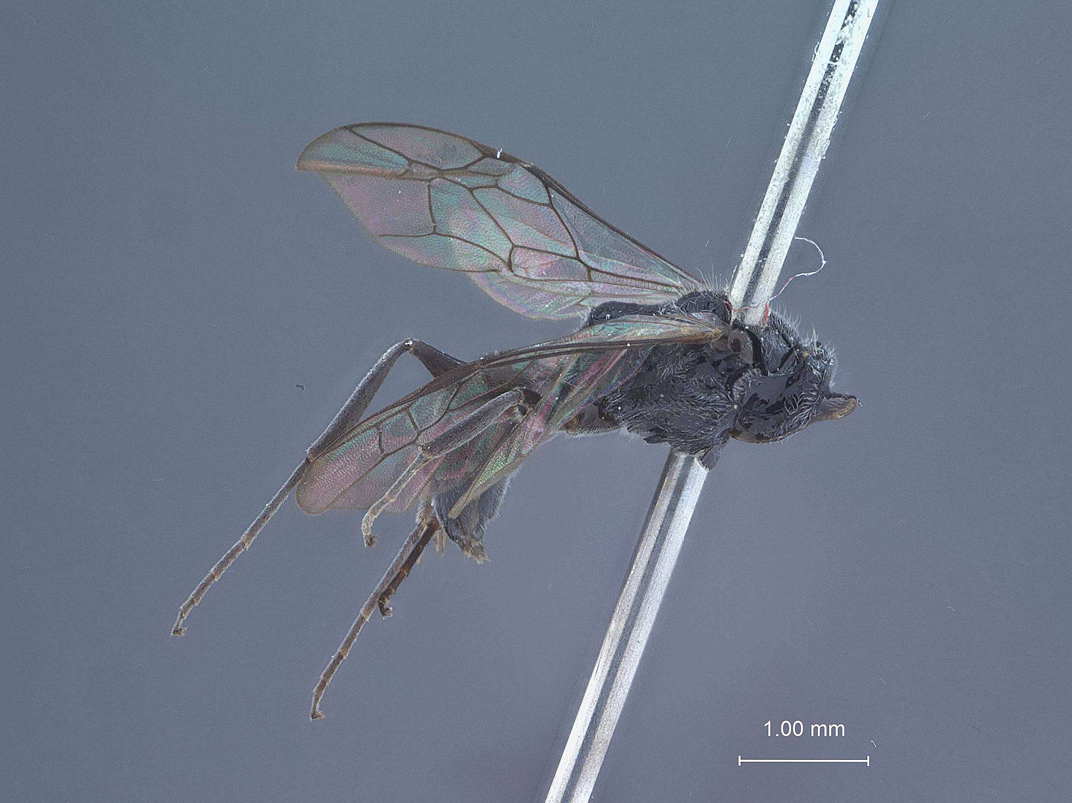 Image of Dolichurus rugosifrons Tsuneki ex Tsuneki et al. 1992