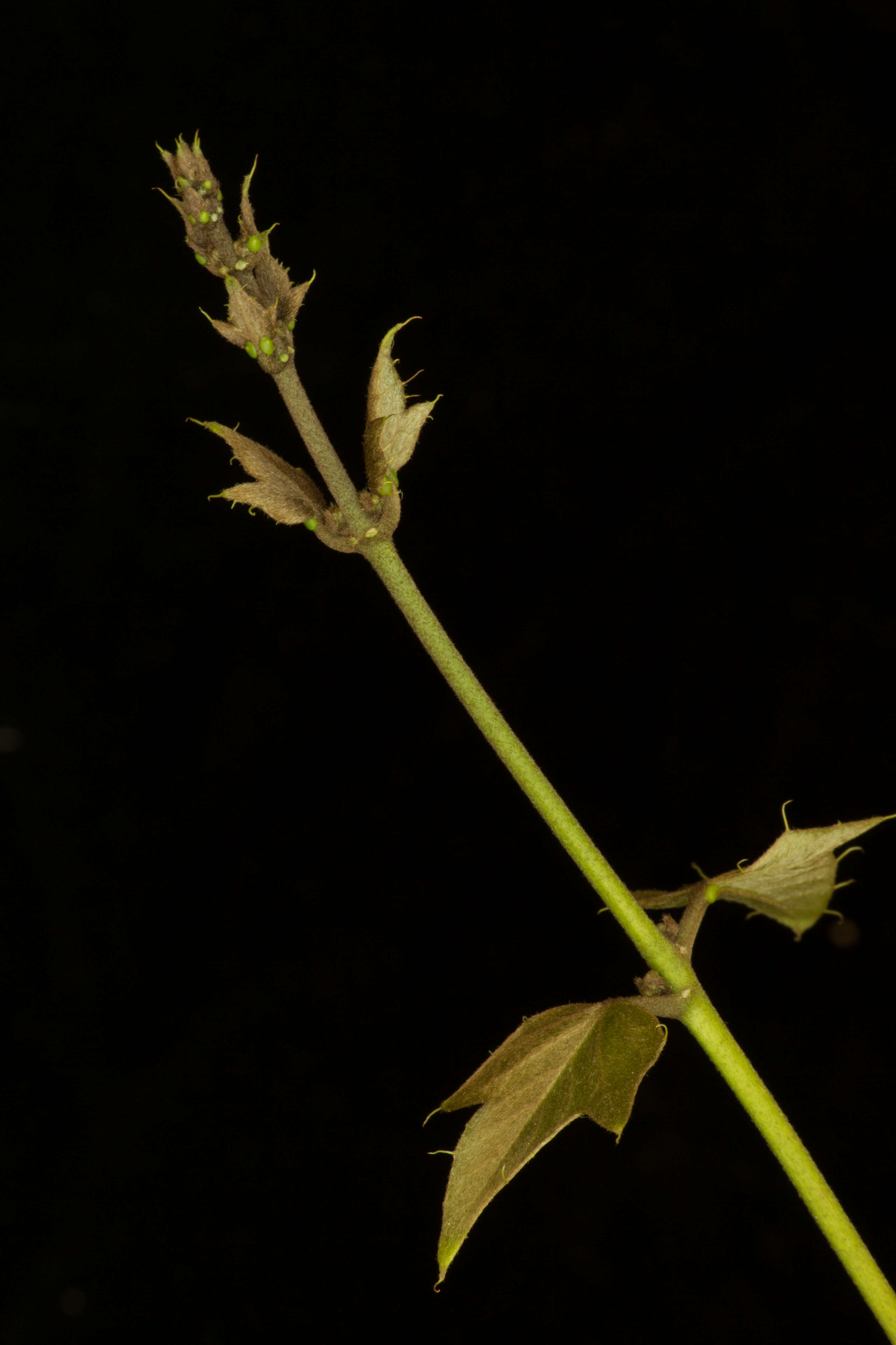 Image of Stigmaphyllon lindenianum A. Juss.