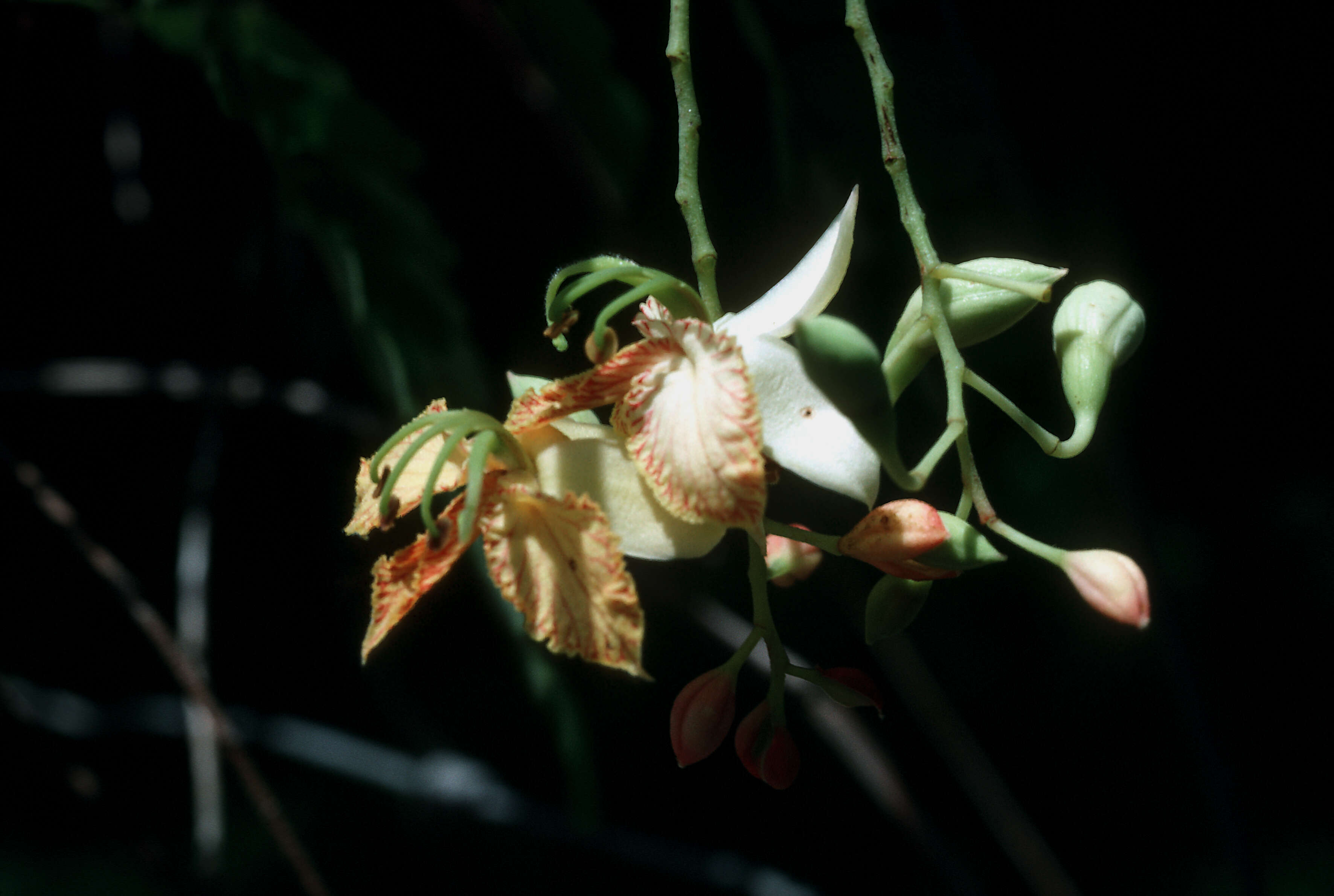 Image of tamarind