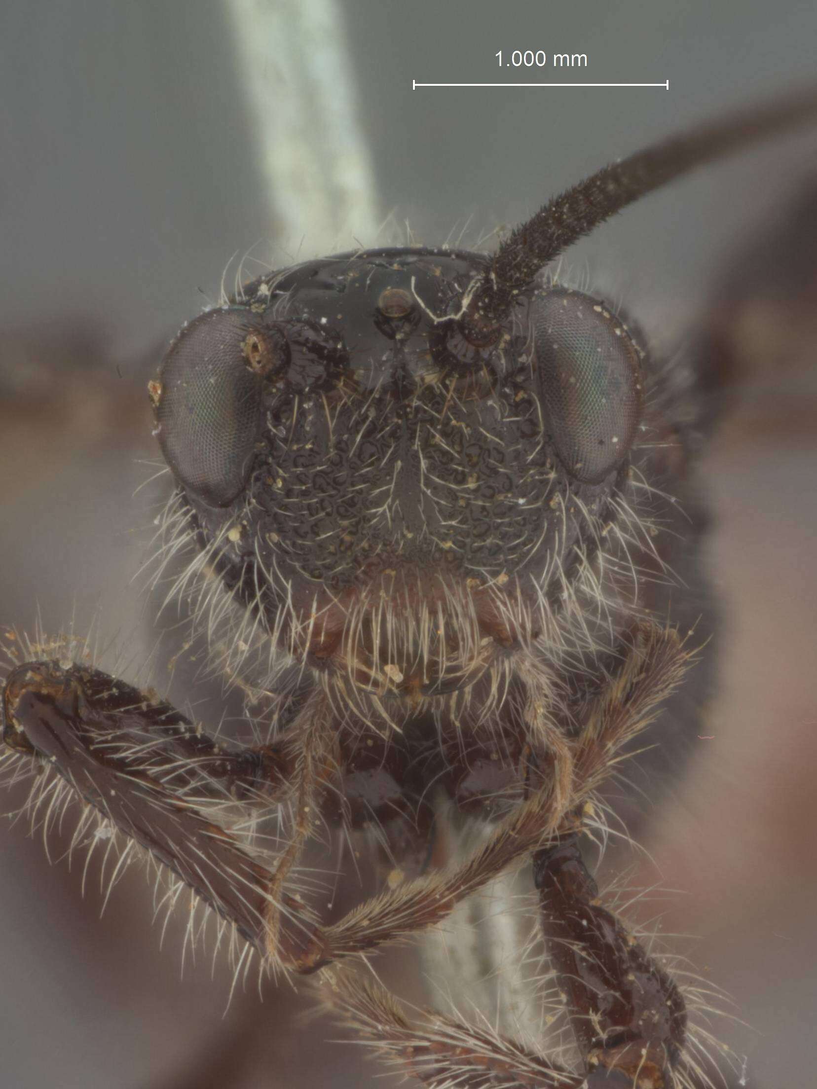 Image of Odontobracon nigriceps Cameron 1887