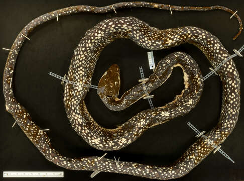 Image of Shropshire's Puffing Snake