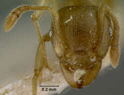 Image of Rhoptromyrmex opacus var. esta