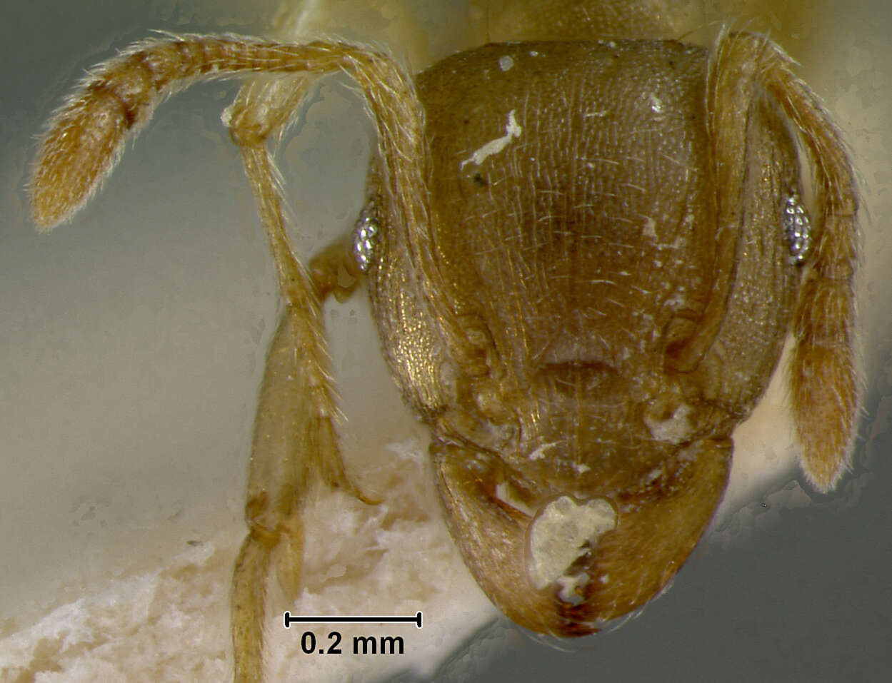 Image of Rhoptromyrmex opacus var. esta